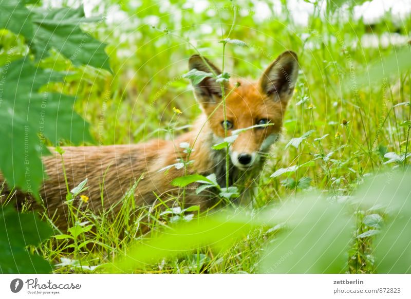 New Fox Land-based carnivore Pelt Fur coat Fur hat Fur jacket Fur-bearing animal Direct Animal Wild animal Red fox Rabies