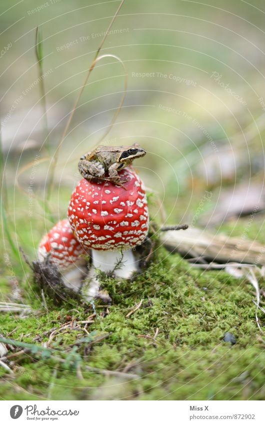 Frog King Nature Animal Earth Autumn Moss Meadow Forest 1 Small Slimy Mushroom Amanita mushroom Woodground Enchanted forest Frog Prince Automn wood Colour photo
