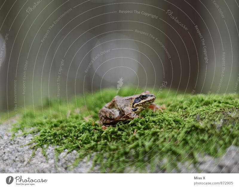 frog Nature Animal Moss Forest Frog 1 Green Tree frog Woodground Carpet of moss Colour photo Multicoloured Exterior shot Close-up Deserted Copy Space left