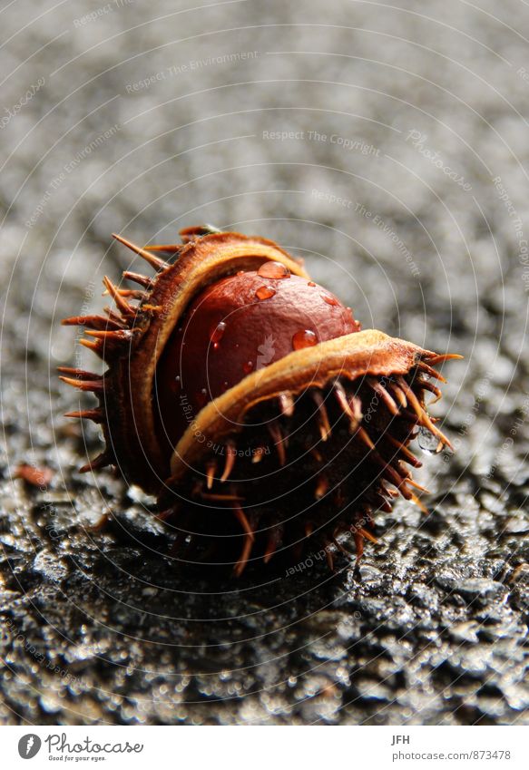 Tearing chestnut Nature Drops of water Rain Plant Apocalyptic sentiment Grief Chestnut Autumnal Thorny Asphalt Wet Fallen Transience Burst Fruit Colour photo