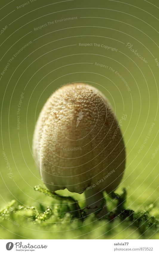 tintling Nature Plant Earth Summer Moss Wild plant Mushroom Mushroom cap Forest Stand Growth Disgust Small Natural Soft Brown Green Loneliness Calm Environment