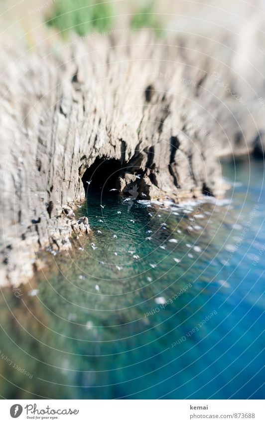 swarm Environment Nature Landscape Water Sunlight Summer Beautiful weather Warmth Rock Waves Coast Bay Ocean cave entrance Mediterranean sea Italy Liguria Bird