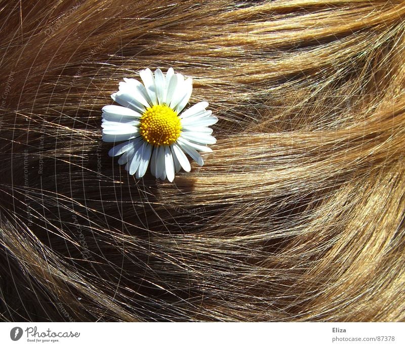 Blond hair with a daisy Daisy Sun Summer Blonde decoration hairstyle Wedding flowers flowery Hippie romantic bleed Hair and hairstyles frisky Summery spring