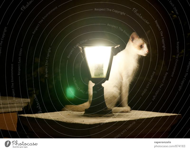 lonesome tonight Animal Pet Cat 1 Observe Illuminate Dark Black White Loneliness squeeze Wait Watchfulness Guard Nerviness Street lighting