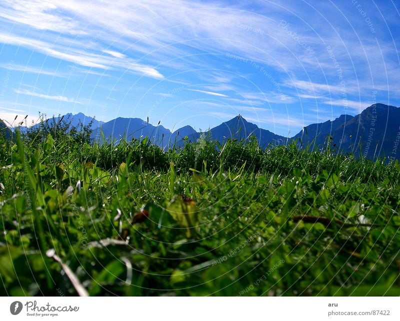 In the grass Grass Vacation & Travel Meadow Green Mountain Looking Sky Alps