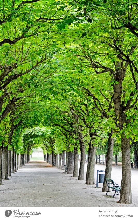 natural-artificial tunnel Garden Decoration Art Nature Plant Summer Beautiful weather Tree Park Vienna Street Lanes & trails Tunnel Stand Old Kitsch Gray Green