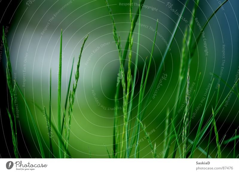 the scent of nature Green Summer grass Nature Garden stalk of grass Floor covering Fragrance Macro (Extreme close-up)