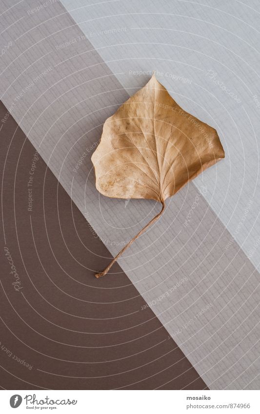 autumn leaf Life Leisure and hobbies Autumn leaves Thanksgiving Environment Nature Plant Tree Leaf Old Brown Yellow Gray Esthetic Elegant End Graphic Geometry
