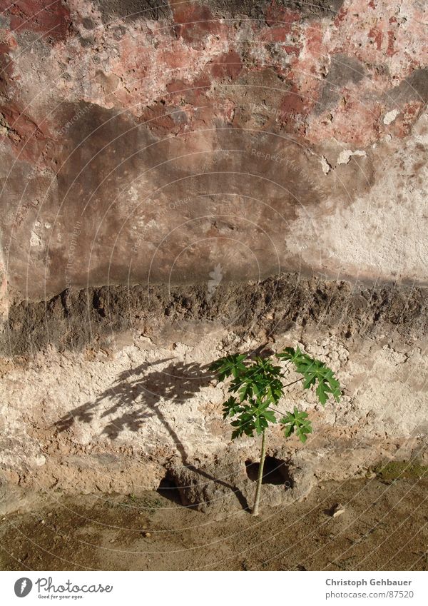 The plant and the wall Sapling Seedlings Plant Wall (barrier) Pattern Loneliness Remote Wild plant Natural phenomenon Botany Doomed young tree City wall Newborn