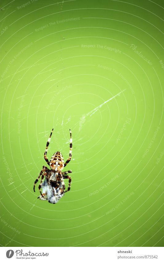 food chain Animal Spider Cross spider Prey 1 Spider's web Crucifix To feed Natural Green Colour photo Multicoloured Exterior shot Copy Space right