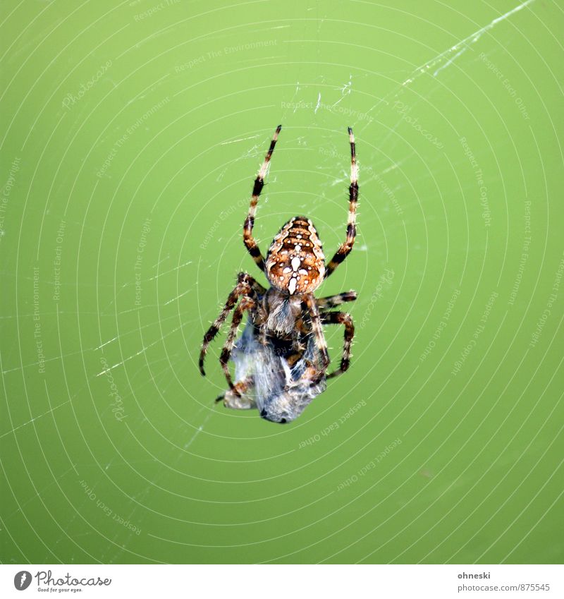breakfast Animal Wild animal Spider Cross spider Prey 1 Spider's web To feed Hunting Crawl Threat Creepy Green Survive Colour photo Exterior shot