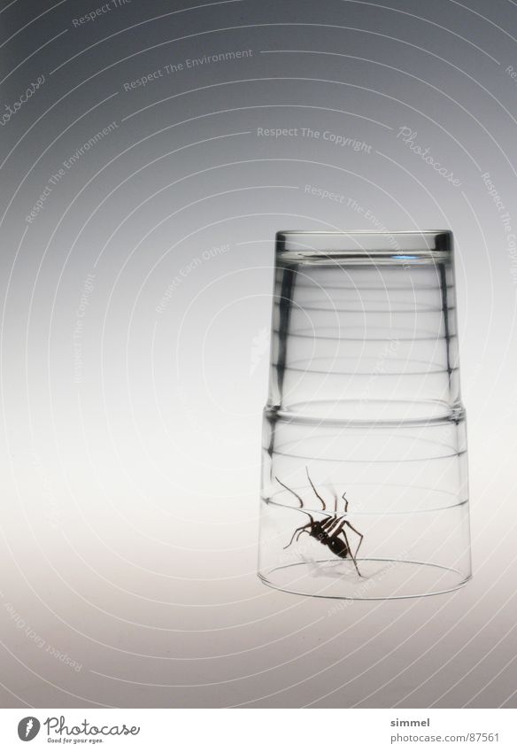 Glass prison I Spider Gray Disgust Threat Narrow Transparent Crawl Dangerous Animal Nightmare Beast Pester Sterile Panic Poison Disastrous Fear Transience