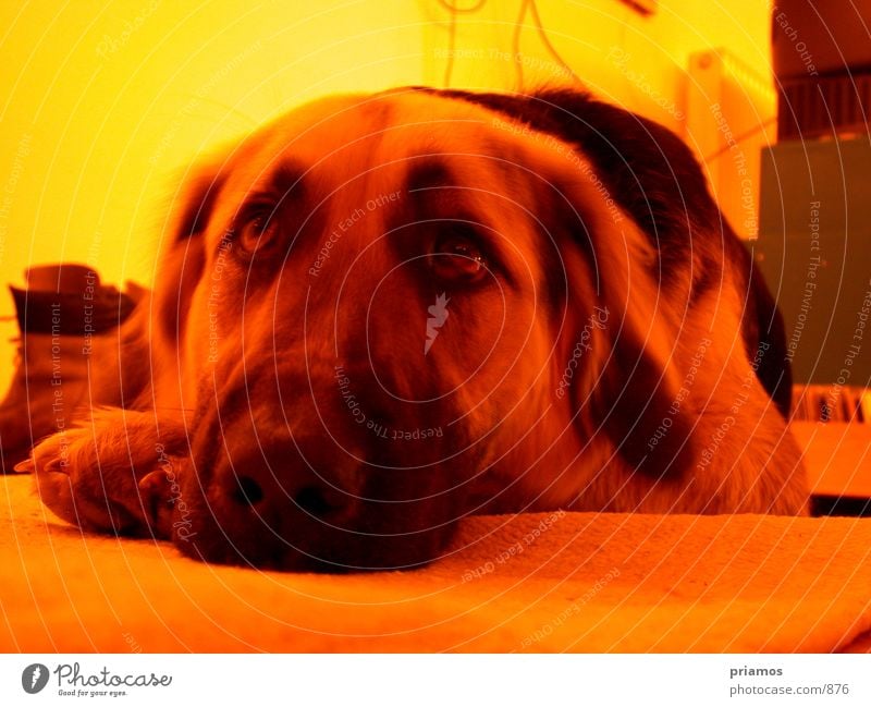 dog days Dog Animal Pet Snout Grief Photographic technology Looking Sadness