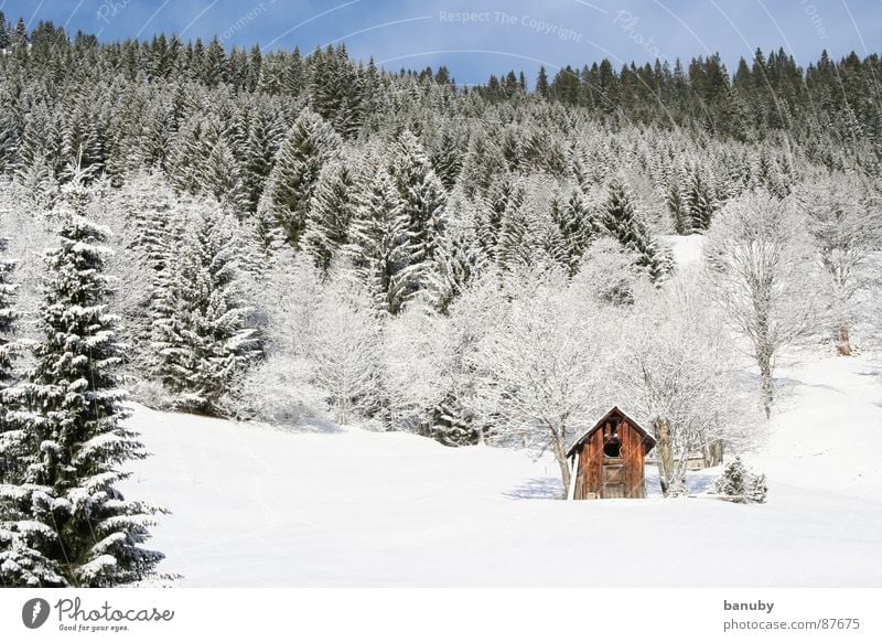 real winter Loneliness Cold Mountain Fir tree Farm Igloo Remote Withdraw Winter Snow Sky Hut Deserted
