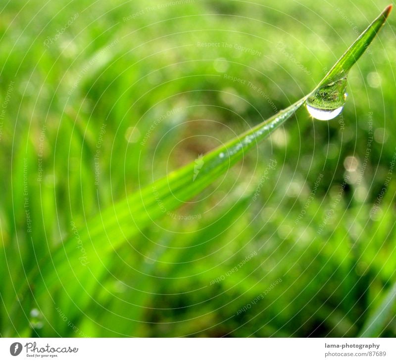 Field of Tears I Grass Wet Blade of grass Meadow Green Spring Summer Flower meadow Agriculture Cattle Pasture Environment Summery Juicy Plant Botany Rain