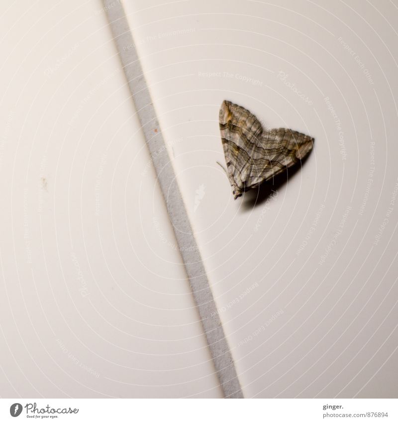 Butterfly on joint Animal Wing Brown Gray Seam Tile Wall (building) Sit grey-brown Small nocturnal Lost evaporated Captured Pattern Colour photo Subdued colour