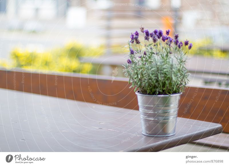 Cologne UT | Mülheim Carlswerk | En Blömche Plant Summer Flower Brown Yellow Green Violet Flowerpot Table Bench Bright Metal Decoration Blur Blossom Growth