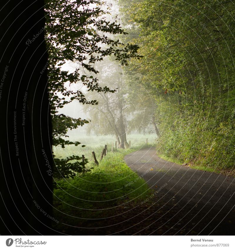 exit Environment Nature Landscape Plant Tree Grass Bushes Field Forest Dark Brown Gray Green Black Moody Arch Curve Vantage point Shroud of fog Haze