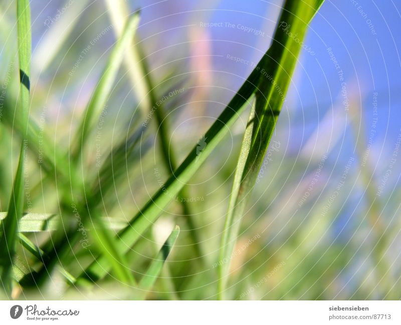 GNILH HÜRF Grass Green Growth Meadow Blade of grass Blossoming Seasons Summer Spring Close-up Force Perspective Natural phenomenon Knoll Holiday season