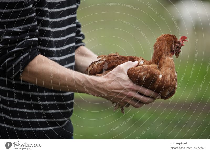Chicken Hypnosis Farmer Agriculture Forestry Hand 1 Human being Farm animal Barn fowl Animal Touch Love of animals Fear Threat keeping chickens Colour photo