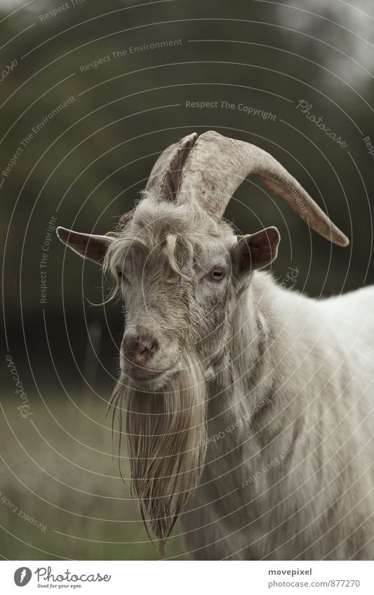 goat Landscape Meadow Farm animal Goats 1 Animal Looking Curiosity Nature Federal State of Burgenland goat's beard Colour photo Subdued colour Exterior shot
