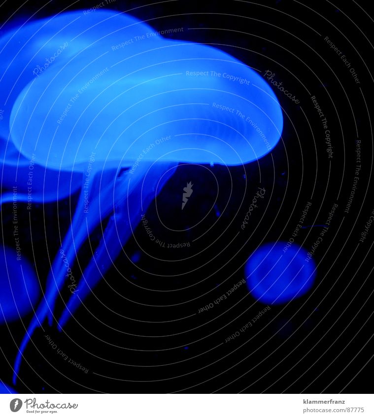 A touch of blue 5 Above Salinity Cluck Black Ocean Deep sea Bottom of the sea Hover Night Aphotic Dark Sea water Jellyfish Burn Easy Ease Debauched Calm