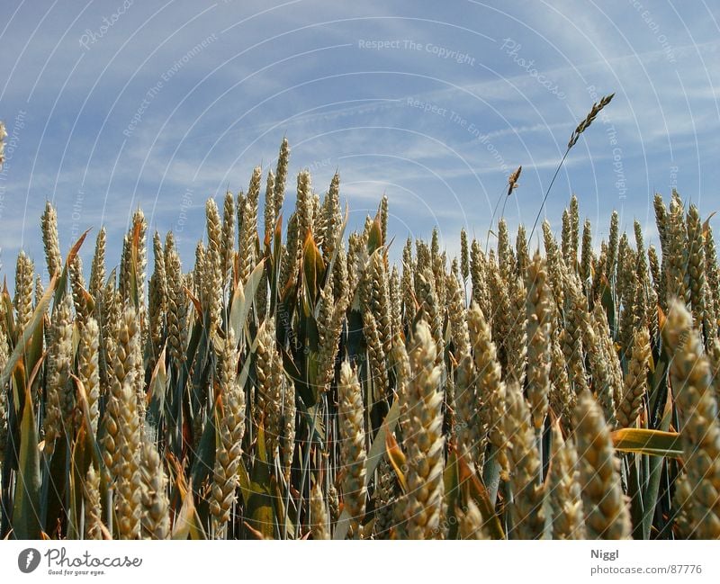 Cereals II Crops Wheat Field Ear of corn Flour Seed Agriculture Silo Farm Planter niggl Grain Sky Attic