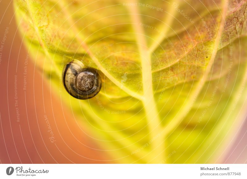 snail Environment Nature Animal Garden Snail Snail shell 1 Small Natural Brown Yellow Green Willpower Calm Voluptuousness Slowly Crawl Colour photo