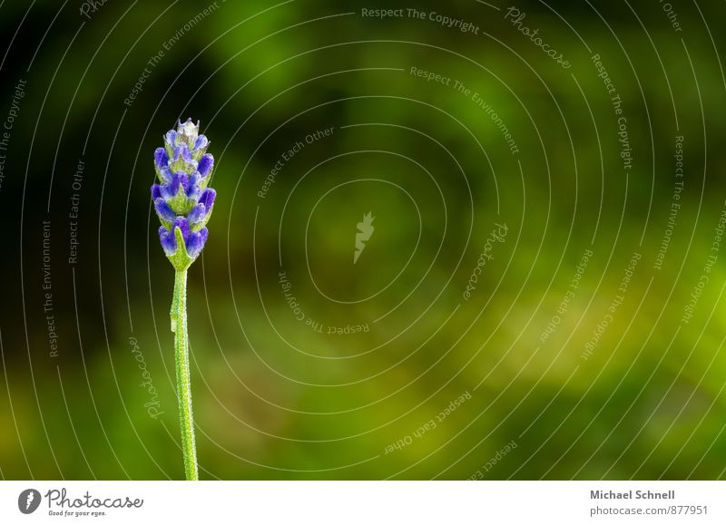 lavender Environment Plant Blossom Lavender Garden Fragrance Simple Fresh Healthy Long Green Violet Brave Warm-heartedness Beautiful Loneliness Nature