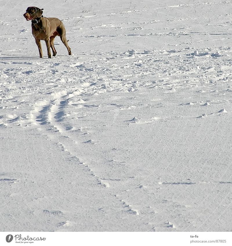 wow Animal Strong Watchfulness Backward Fix Winter Mammal Snow Wauwau woof Nerviness Observe Hunting