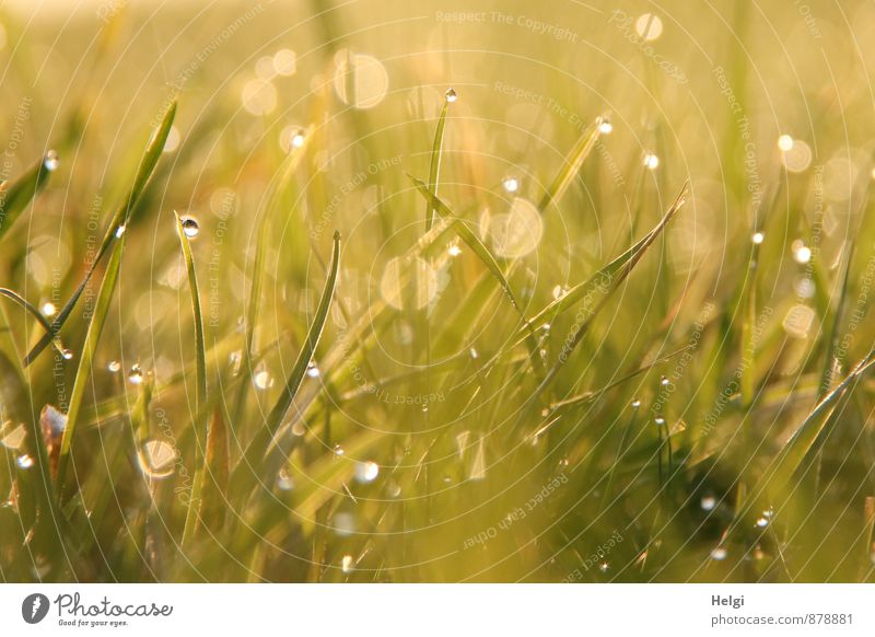 Moisture | Dew drops Environment Plant Drops of water Summer Grass Meadow Glittering Illuminate Growth Esthetic Exceptional Fresh Cold Small Wet Yellow Green