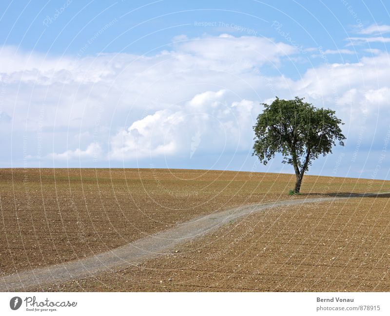 EINBAUM Nature Landscape Earth Sky Clouds Sunlight Summer Beautiful weather Plant Tree Field Positive Blue Brown Green Lanes & trails Individual Upward