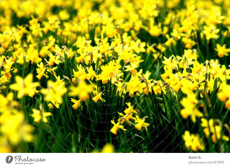 flashy Lighting Bouquet Flower Crazy Yellow Characteristic Seeming Depth of field Splendid Impressive Gaudy Pervasive Wild daffodil Plant Green Sunlight