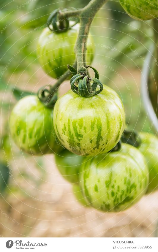 green striped tomatoes in garden Food Vegetable Healthy Eating Life Leisure and hobbies Summer Garden Nature Plant Stripe agriculture white Background picture