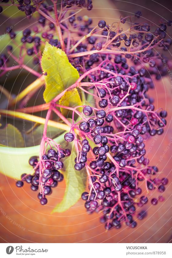 elder Elder Tree Berries - a Royalty Free Stock Photo from Photocase