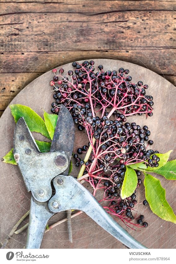 Elderberry berries with leaves and vintage pruning shears Food Fruit Organic produce Vegetarian diet Diet Lifestyle Design Leisure and hobbies Summer Garden