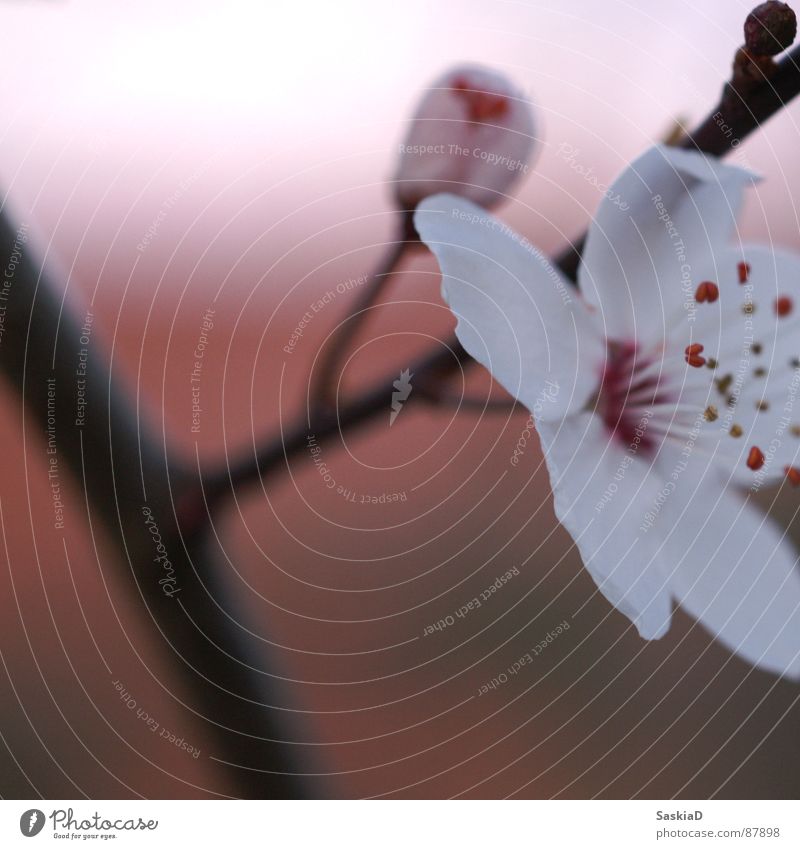 spring bloom Blossom Flower Dusk Calm Wellness Plant Macro (Extreme close-up) Close-up Spring Beautiful Nature