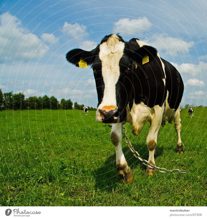 linen duty Cow Alpine pasture Meadow Chained up Black White Moo Dairy Products Blue Sky Free Black & white photo