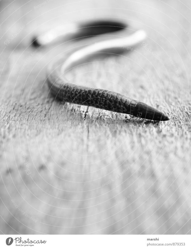 sneak! Animal Snake 1 Emotions Tails Creep Slow worm Wooden board Shallow depth of field Disgust Black & white photo Exterior shot Day