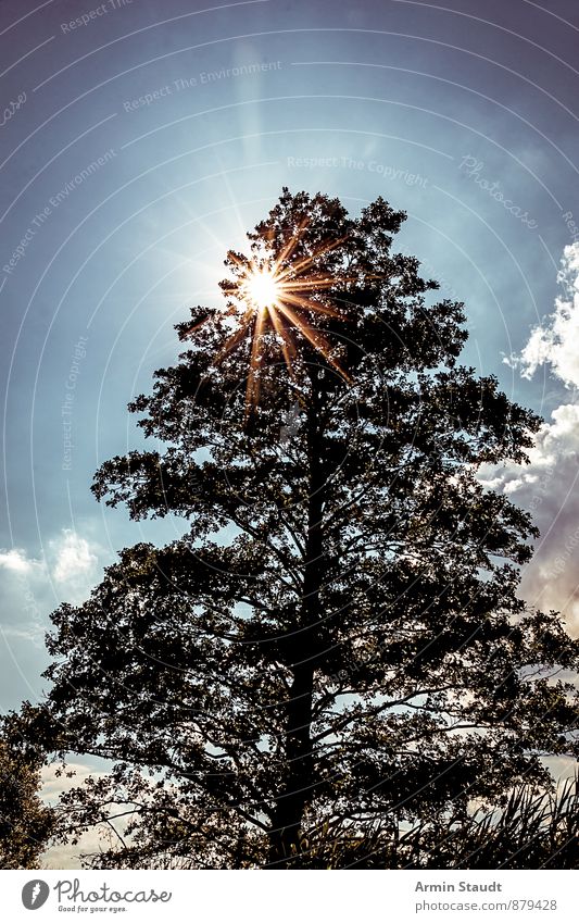 Sun in the treetop Nature Landscape Sky Sunlight Summer Beautiful weather Plant Tree Forest Illuminate Esthetic Authentic Dark Large Bright Natural Blue Moody