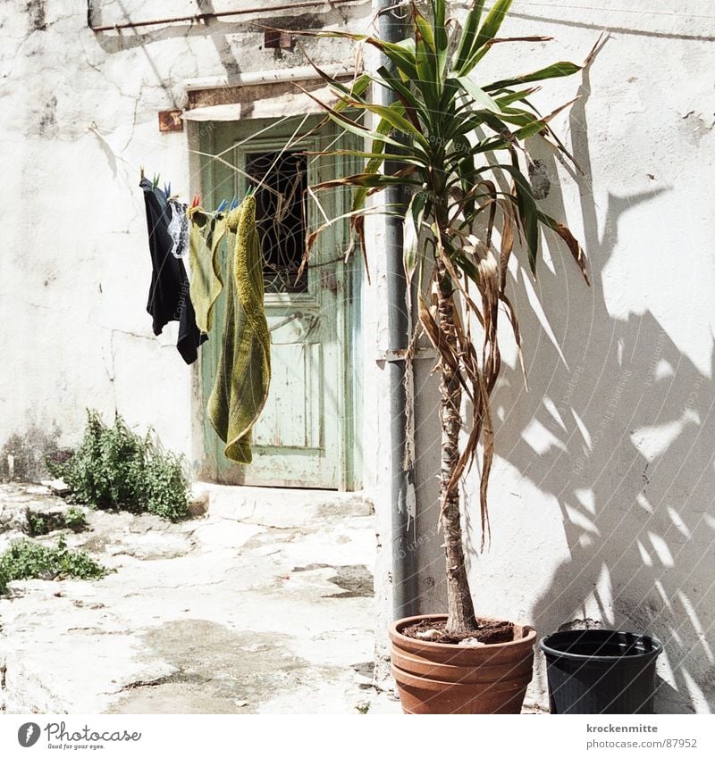 Greek flax Crete Clothesline Greece Palm tree Laundry Holder Pot Dry Hang up Plant Door Entrance Hot Beautiful weather Vacation & Travel Darken Household Shadow