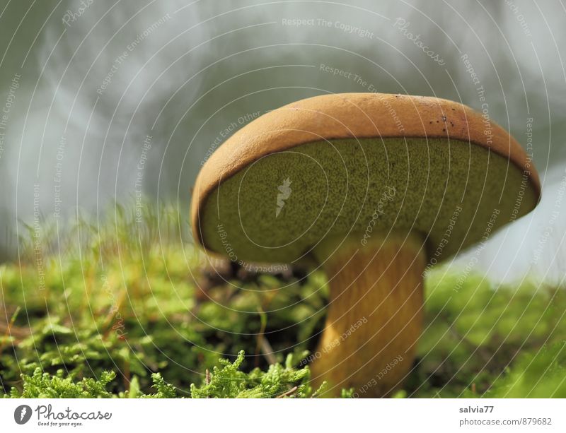 boletus Nature Plant Earth Autumn Moss Mushroom Mushroom cap Forest Stand Growth Fat Fresh Delicious Under Brown Gray Green Loneliness Calm Environment Cep