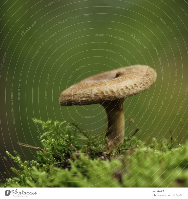 Brown in the green Nature Plant Earth Autumn Moss Wild plant Mushroom Mushroom cap Forest Stand Growth Thin Healthy Small Delicious Natural Soft Green