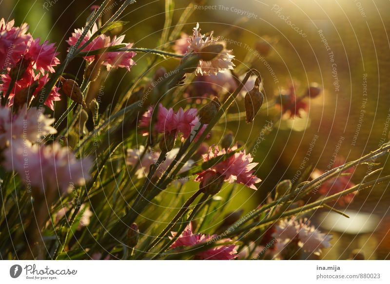 flower meadow Environment Nature Plant Spring Summer Beautiful weather Flower Wild plant Garden Meadow Romance Calm Purity Fragrance Hope Idyll Life Moody