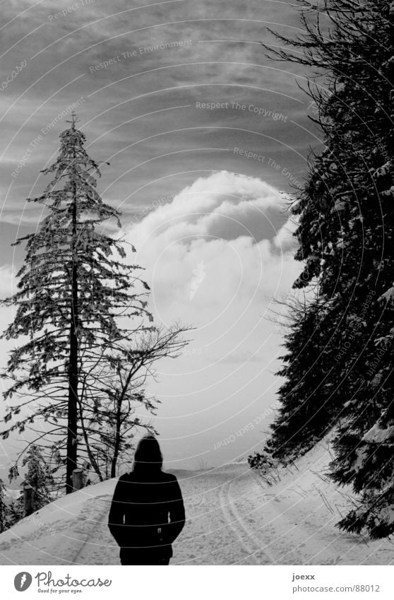 Where are you going, man? Remote Fear Go off Going Clouds Walking Loneliness Woman Think Resume Cross-country ski trail Coniferous forest Philosophy Calm End