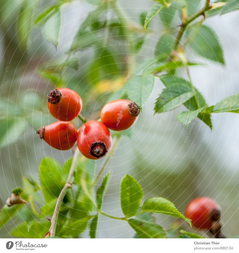rose hips Healthy Health care Harmonious Well-being Contentment Relaxation Calm Meditation Environment Nature Autumn Beautiful weather Plant Bushes