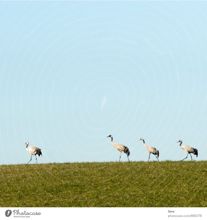the train of cranes Landscape Sky Cloudless sky Beautiful weather Grass Meadow Wild animal Bird Crane 4 Animal Group of animals Animal family Friendship