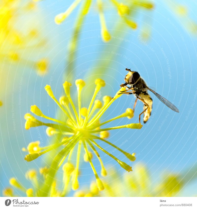 Nahrungsfeuerwerk Blue Yellow Sky Insect Hover fly Blossom
