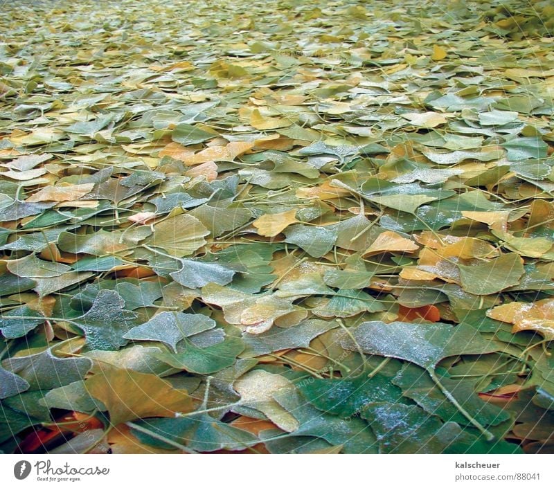 Ginkgo autumn 1 Green Leaf Autumn Ginko Infinity Background picture Floor covering Structures and shapes
