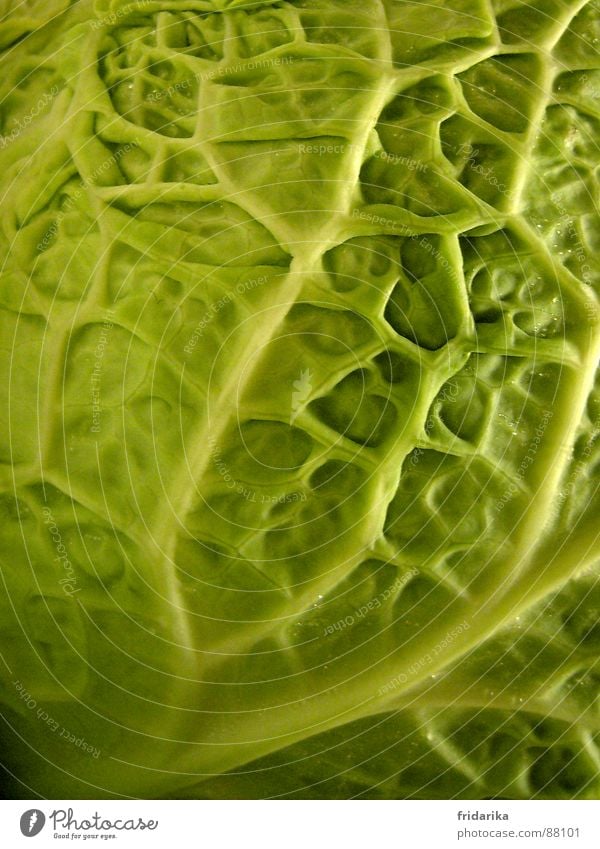 crisp cabbage Vegetable Nutrition Vegetarian diet Nature Line Sharp-edged Near Savoy cabbage Cabbage Branched Interlaced Crunchy Verdant Structures and shapes